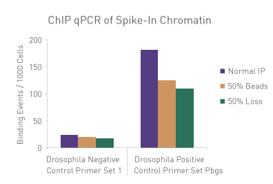 ChIP qPCR analysis using the Spike-in chromatin