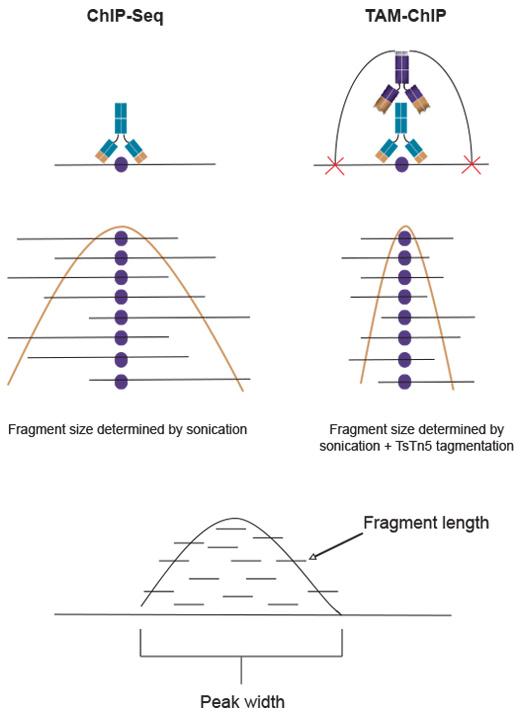 TAM-ChIP improves the resolution of protein binding sites