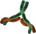 Illustration of an antibody