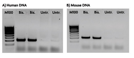 Positive control conversion-specific PCR primer pair