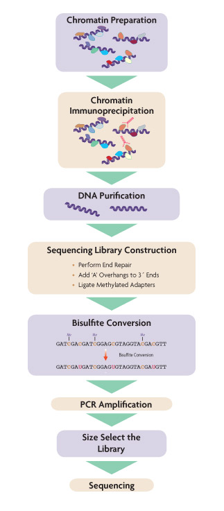 Flow chart of the ChIP-bisulfite-Sequencing method.