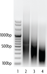 Gel showing the effect of increasing the time of sonication when preparing sheared chromatin from HeLa cells