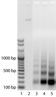 Gel showing the effect of increasing the incubation time and amplitude of sonication when preparing sheared chromatin from 3T3 cells