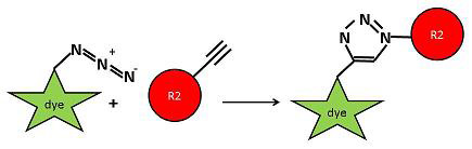 Figure 2: Click labeling with Chromeo Dye azides