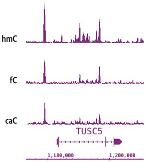 FFPE ChIP-Seq data generated from rat brain by Active Motif Epigenetic Services compared to ENCODE ChIP-Seq data from mouse tissue
