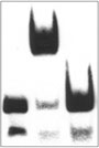 A gel image showing results produced using Active Motif's Gelshift Chemiluminescent EMSA Kit