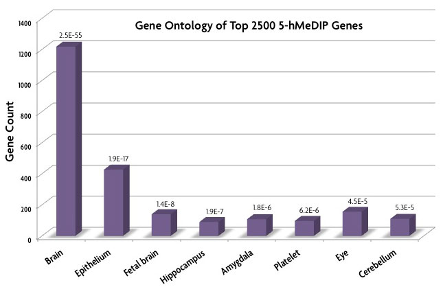Gene Ontology analysis data generated by Active Motif Epigenetic Services of the 2,500 genes with the highest hMeDIP signals