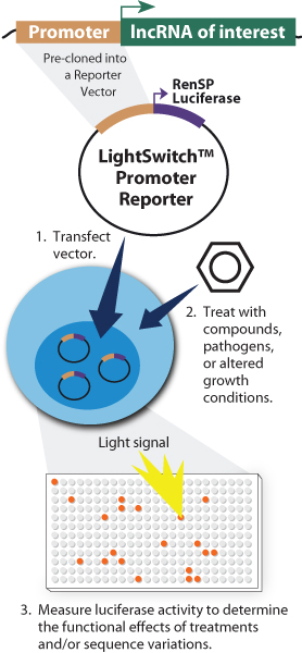 Diagram detailing the LightSwitch lncRNA Promoter Reporter Assay