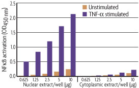 Specific extraction of nuclear and cytoplasmic extracts using Active Motif's Nuclear Extract Kit