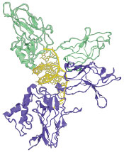 Ribbon illustration of a transcription factor-DNA binding event