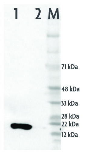 Western blot of Histone H3K9ac-HRP directly conjugated antibody