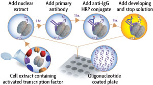 Flow chart of the TransAM DNA binding transcription factor ELISA method for measurement of activated transcription factors