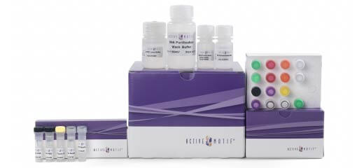 ATAC-Seq Express Kit