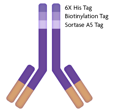 AbFlex antibody with flexible labeling and purification options