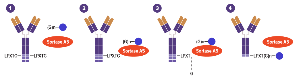 The Sortag-IT™ Labeling Kit for AbFlex recombinant antibodies