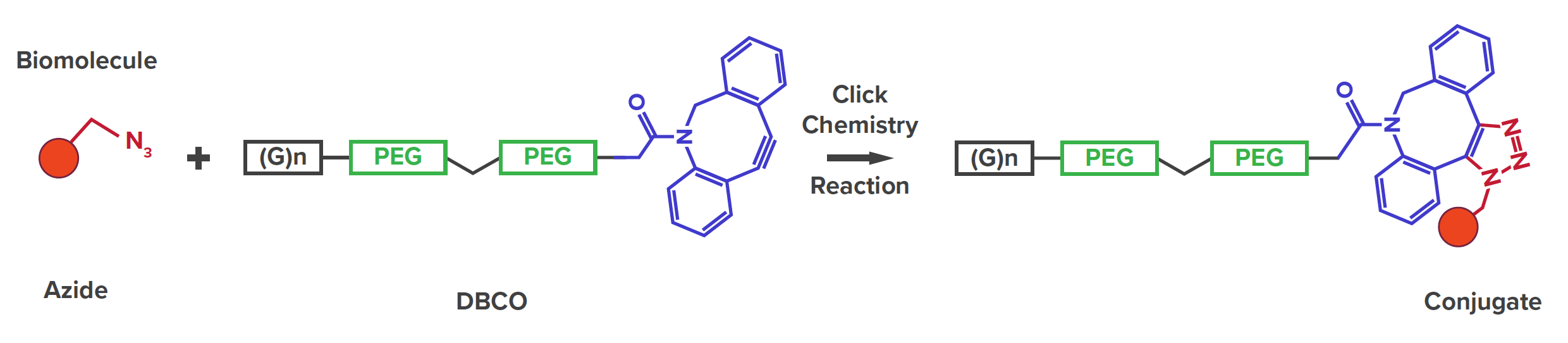 The Sortag-IT™ Labeling Kit for AbFlex recombinant antibodies
