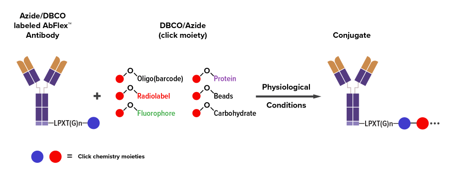 The Sortag-IT™ Labeling Kit for AbFlex recombinant antibodies