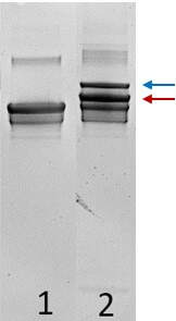 PCR analysis showing specific enrichment from low abundance target proteins