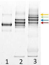 PCR analysis showing specific enrichment from low abundance target proteins