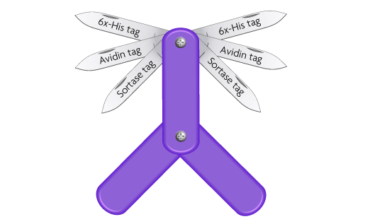 AbFlex Recombinant Antibodies