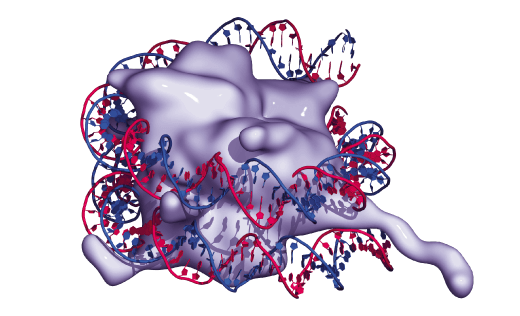 NuQ H3.1 Assay