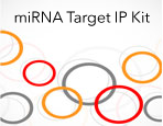 miRNA Target IP Kit