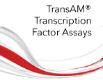 TransAM ELISA Assays
