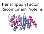Transcription Factor Recombinant Proteins