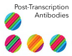 RNA Processing Antibodies