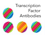 Transcription Factor Antibodies