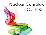 Nuclear Complex Co-IP Kit