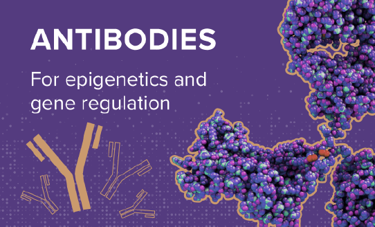 Antibodies