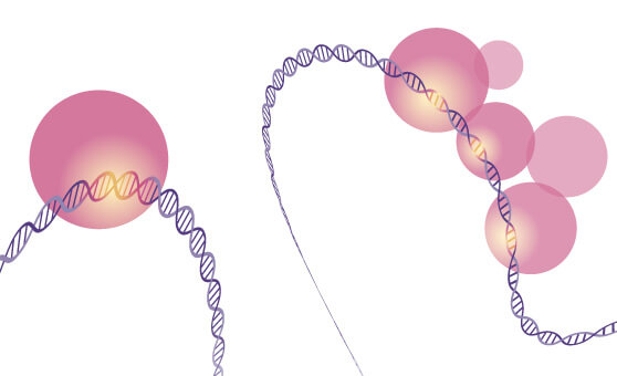 Global DNA Methylation LINE-1 Kit