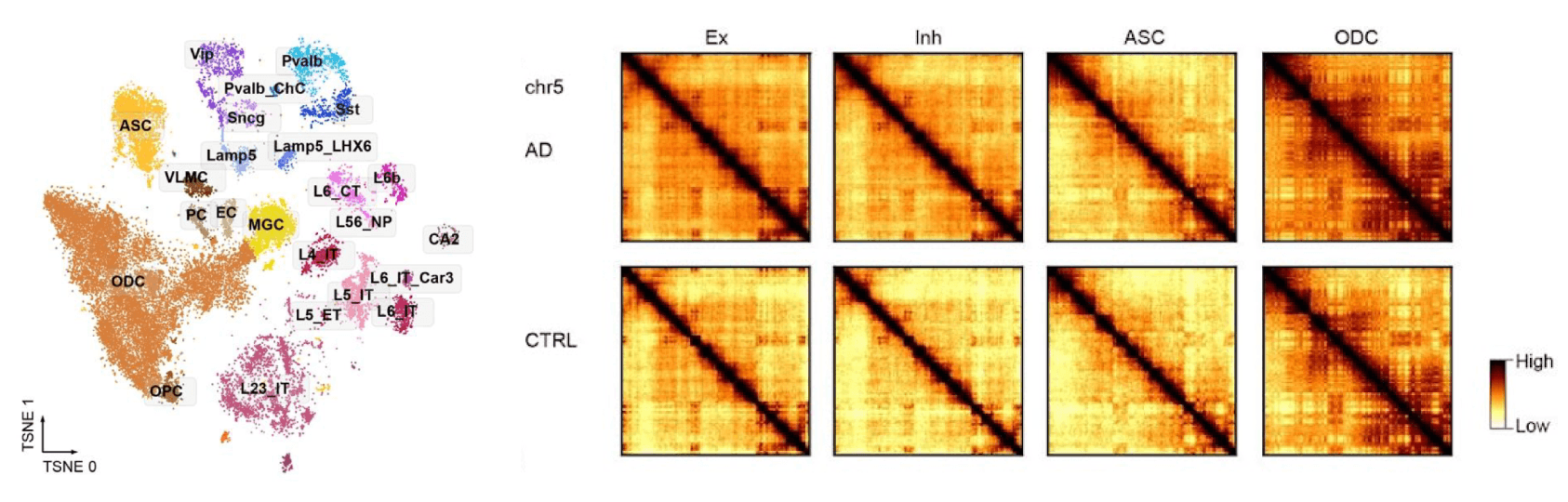 Arima 3C Kit Cell type identification and chromosomal epigenome erosion