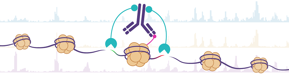 Antibodies validated for CUT amp Tag Assays