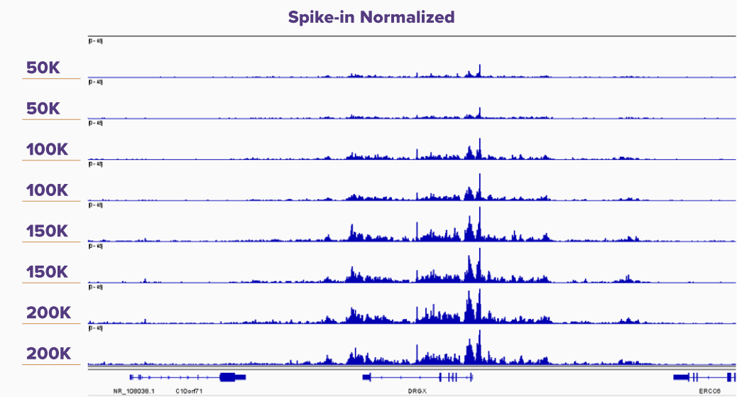 Spike-in Normalized - K562 CUT&Tag-IT Assay Results With and Without CUT&Tag-IT Spike-In Control Normalization