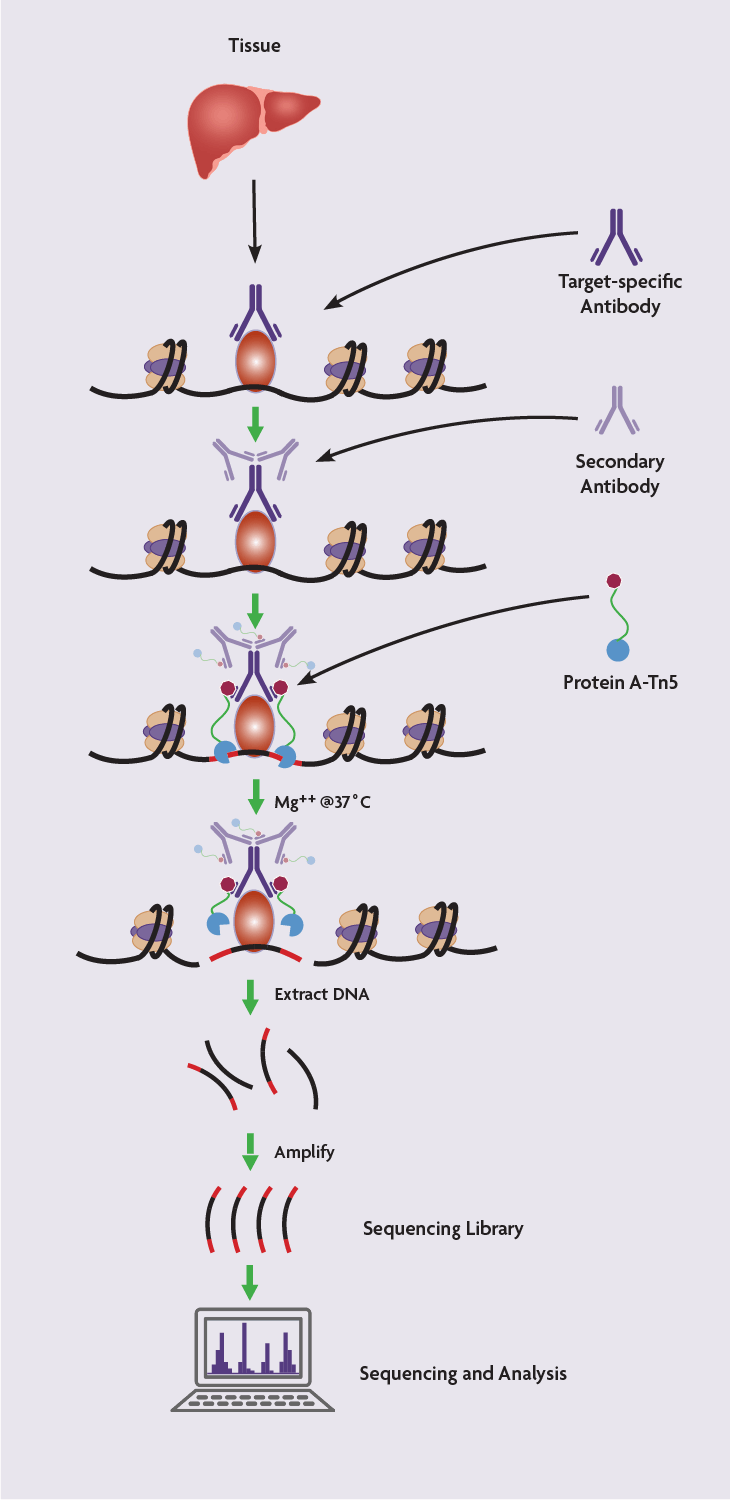 How the Cut&Tag-IT<sup>®</sup> Assay for Tissue Works
