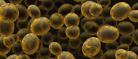 Epigenetics and memory in yeast