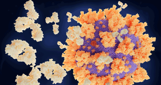 Covid-19 Antibodies Paper Summary