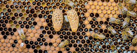 DNA detection for beehive battle