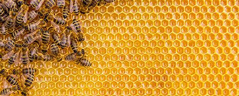 DNA detection for beehive battle