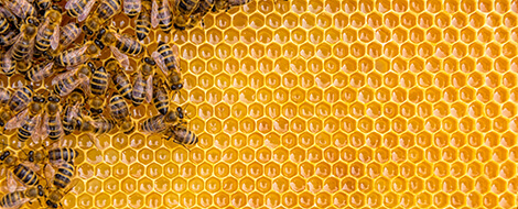 https://www.activemotif.com/uploads/images/web_site/resources-page/blog/honey-bees-rna/honey-bees-honeycomb-web.jpg