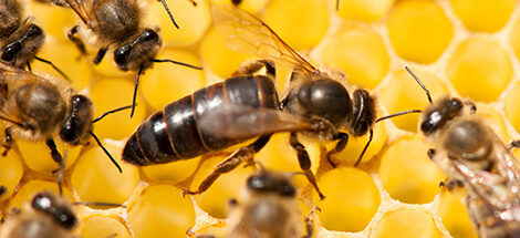DNA detection for beehive battle