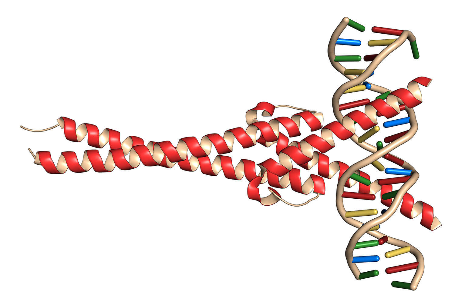 MyC Gene