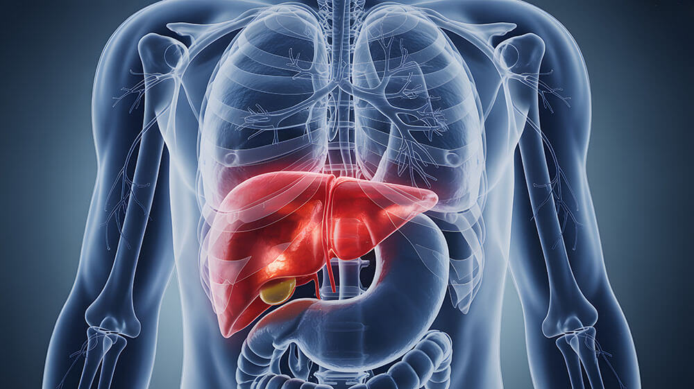 Human liver