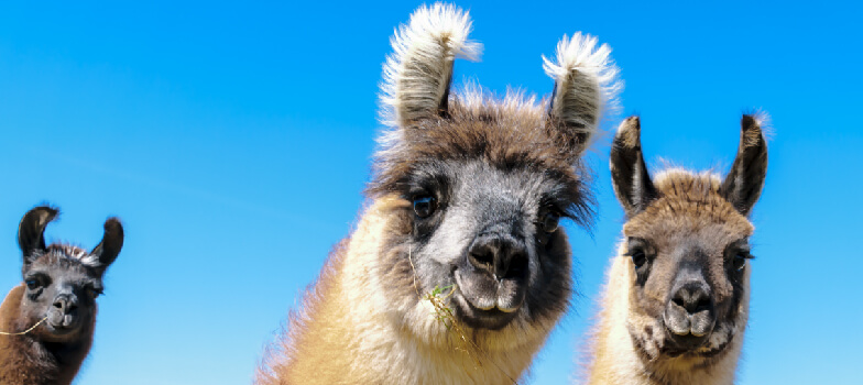 Llamas
