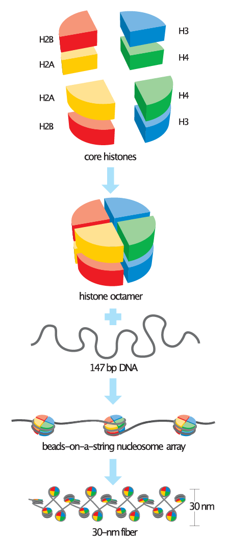 How Epigenetics & RNA Can Help Save the Honey Bees