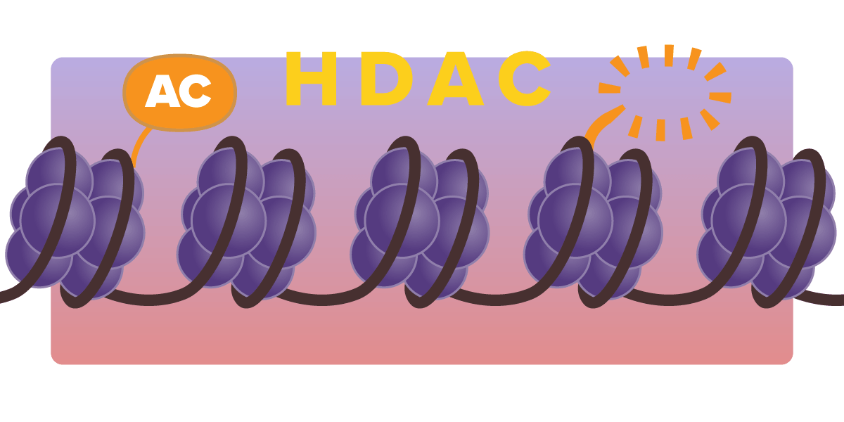 HDACs