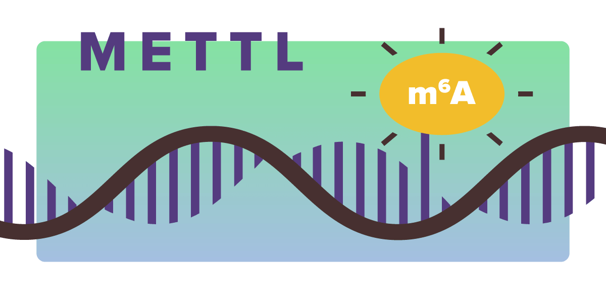 METTL