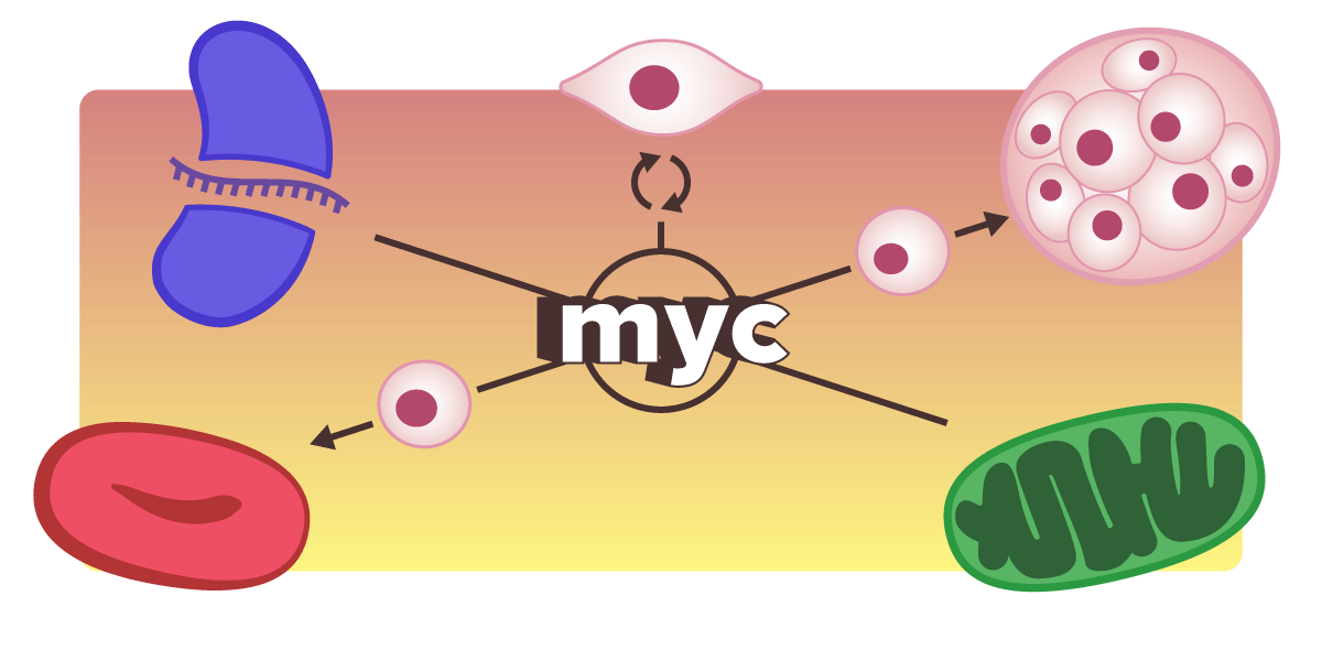 MYC